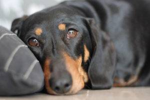 Avitaminoze suņu simptomiem