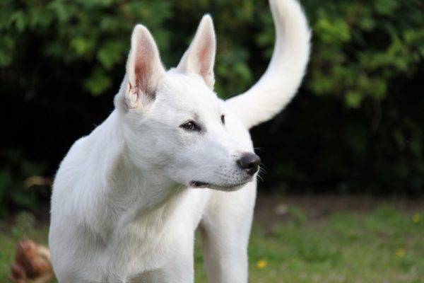 Baltā Kaneāna suns