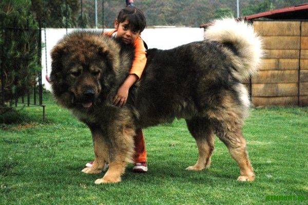 Izskats Kaukāza aitu suns