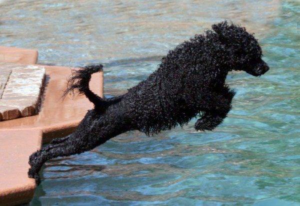 Portugāles ūdens suns lec ūdenī
