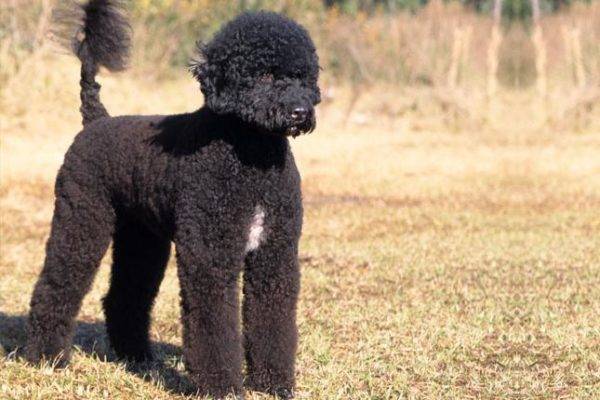 Portugāles ūdens suns melnbalts