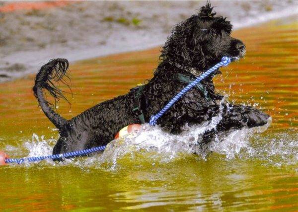 Portugāles ūdens suns ūdenī