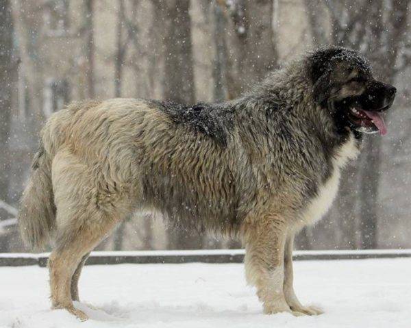 Kaukāza aitu suns ziemā