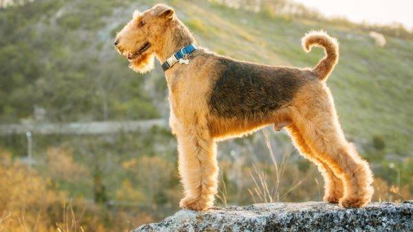 Airedale terjers