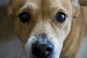 Suņu glaukoma