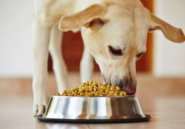 Vai ir iespējams un nepieciešams uzsūkt sauso suņu barību, izlasiet rakstu