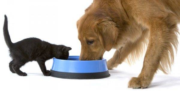 kaķis un suns ēd