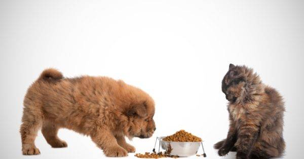 Vai ir iespējams dot sunim kaķu barību lasīt rakstu