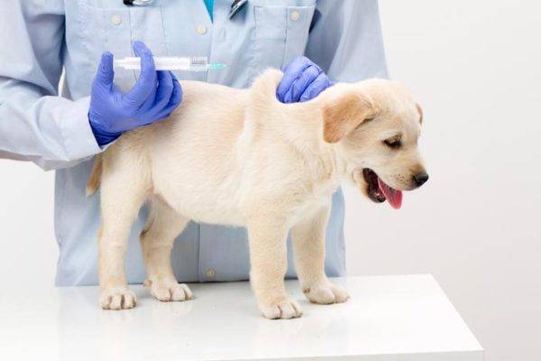 Vakcinācija pret ērcēm suņiem lasa rakstu