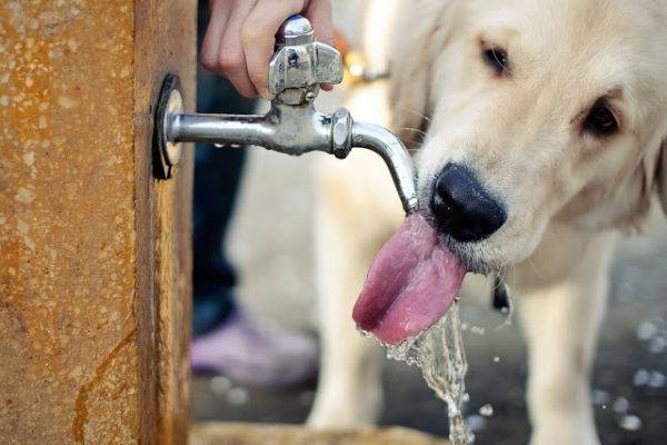 suns ir dzeramais ūdens