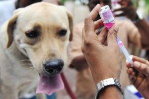 Vakcinācija pret ērcēm suņiem