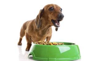 Suns pārtrauca ēst sausu pārtiku